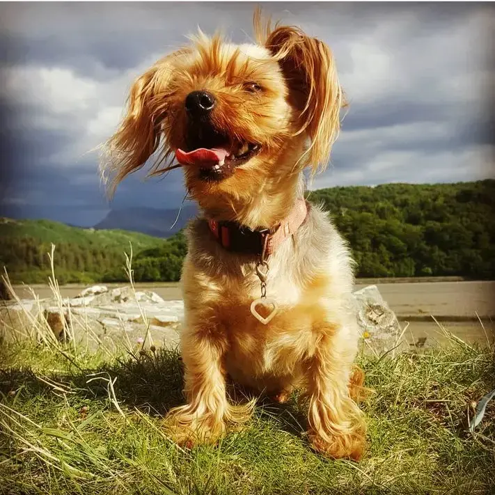 Yorkshire Terrier