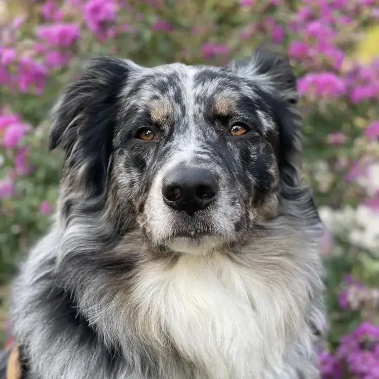 Australian Shepherd Dog