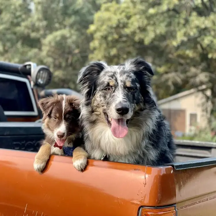 Australian Shepherd Dog