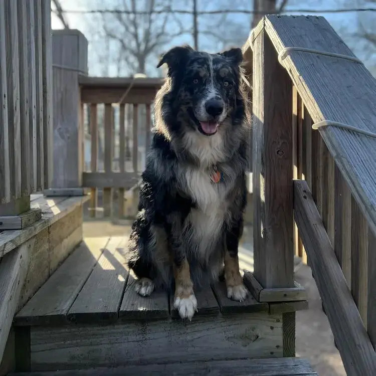 Australian Shepherd Dog