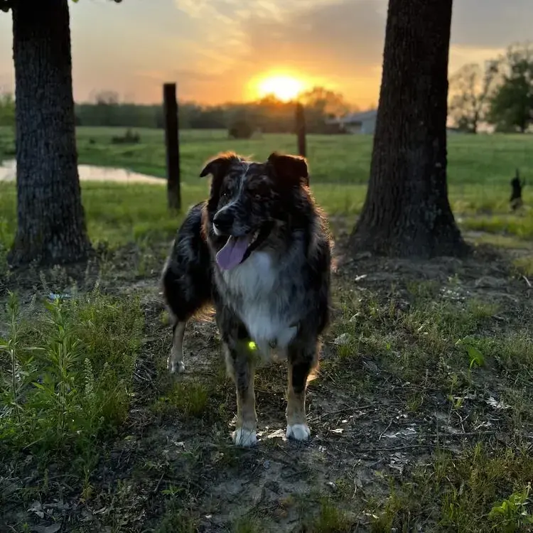 Australian Shepherd Dog