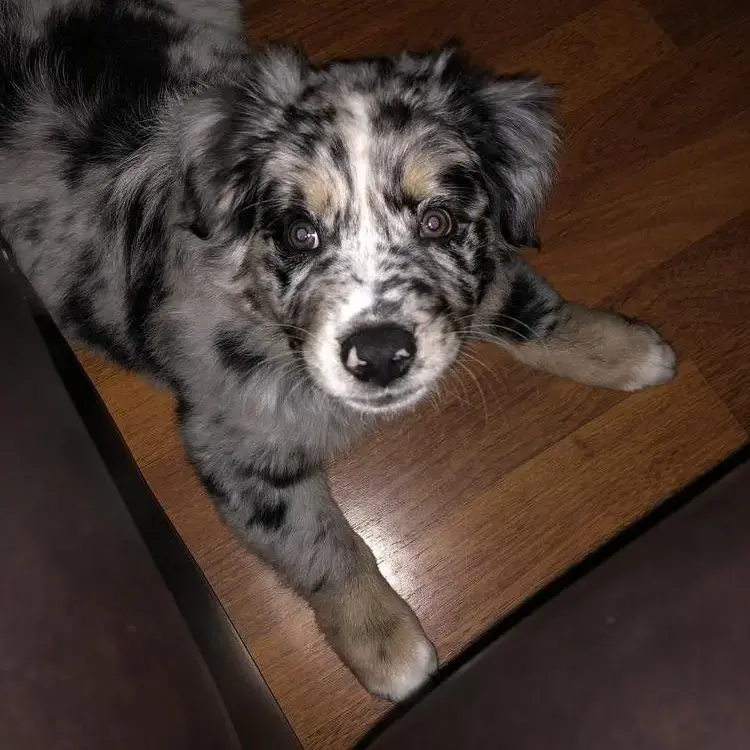 Australian Shepherd Dog