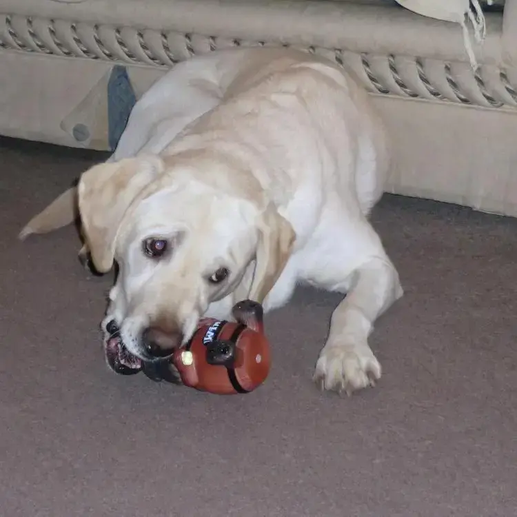 Labrador Retriever