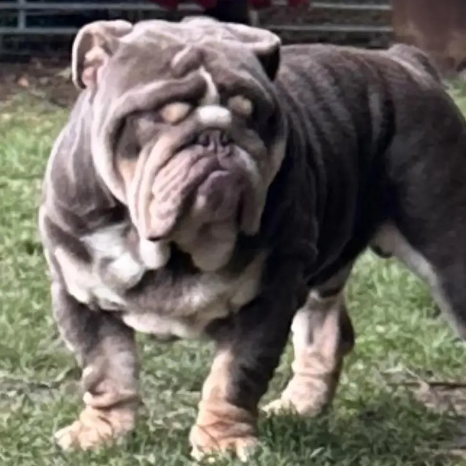 Bulldog