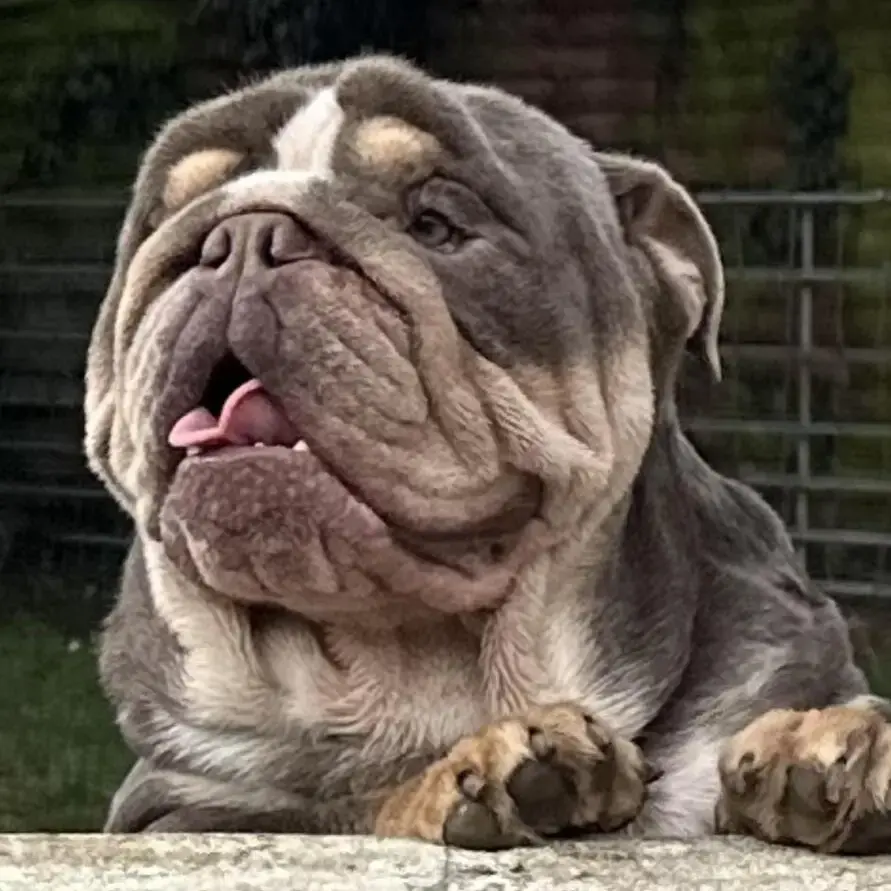 Bulldog