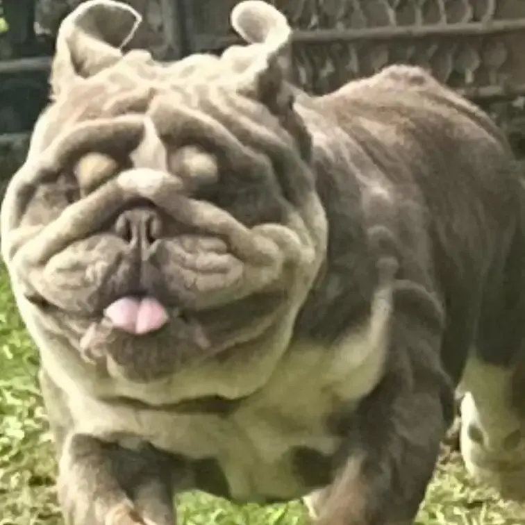 Bulldog