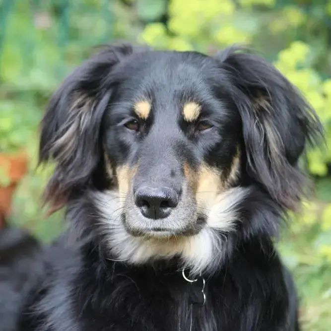 Collie (Rough)