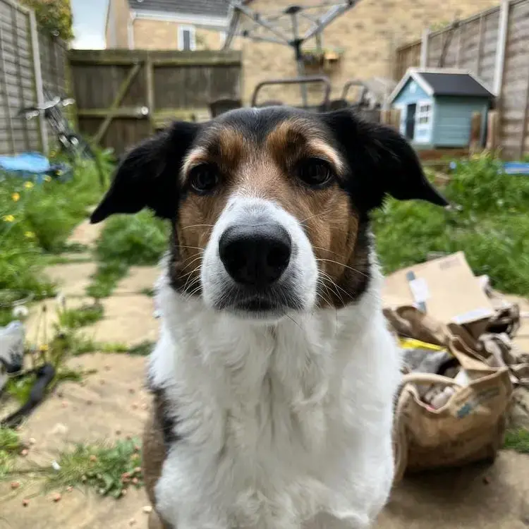 Border Collie