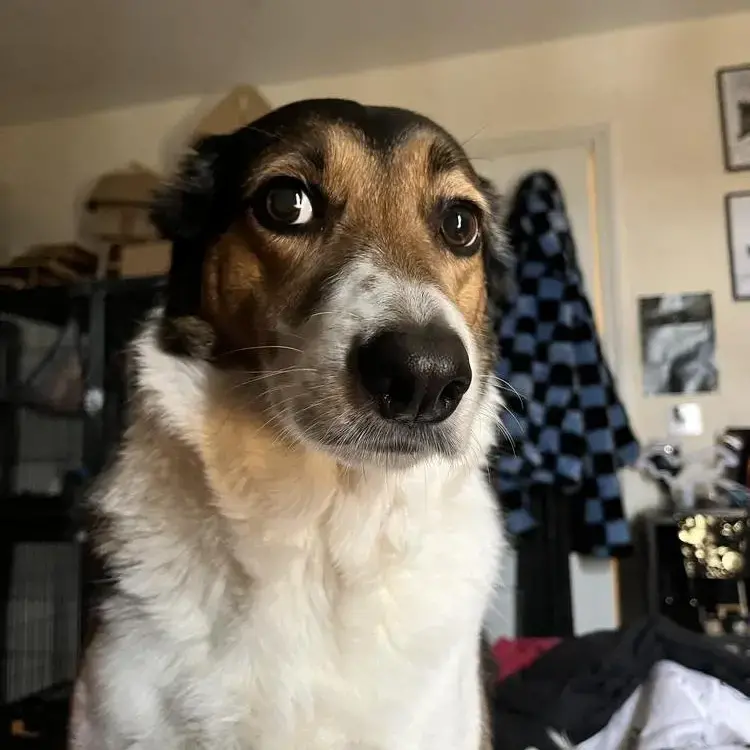 Border Collie