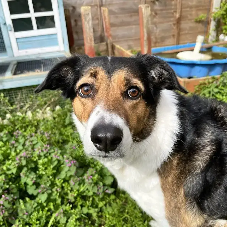 Border Collie