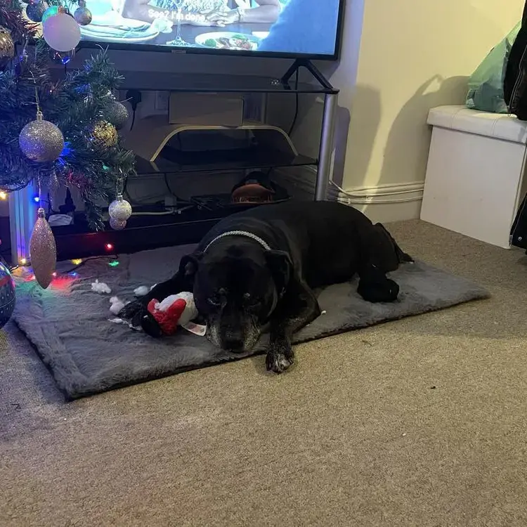 Staffordshire Bull Terrier