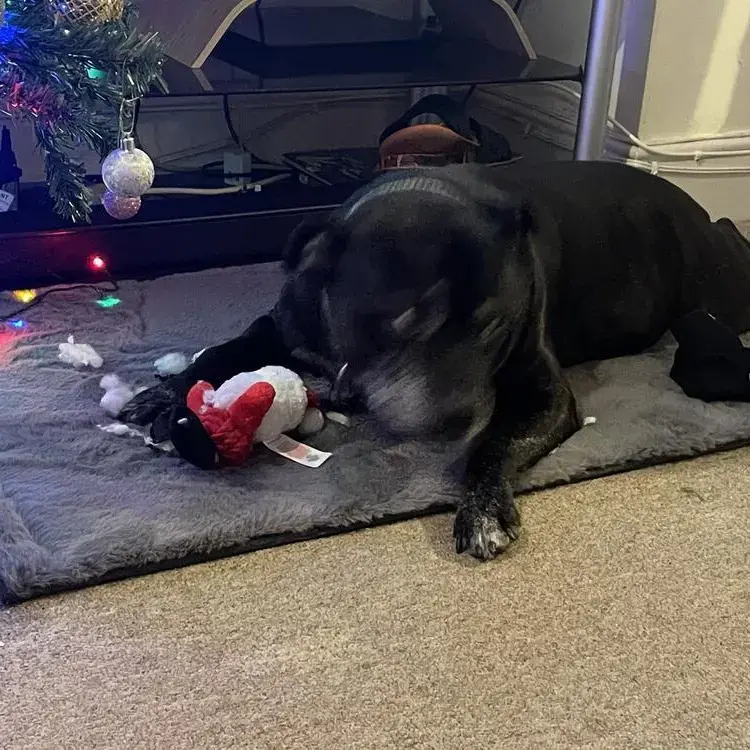 Staffordshire Bull Terrier