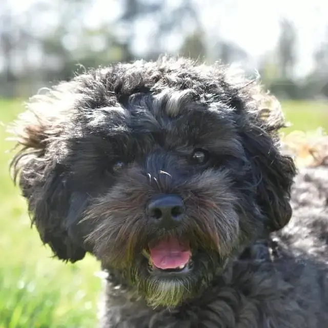 Lhasa Apso