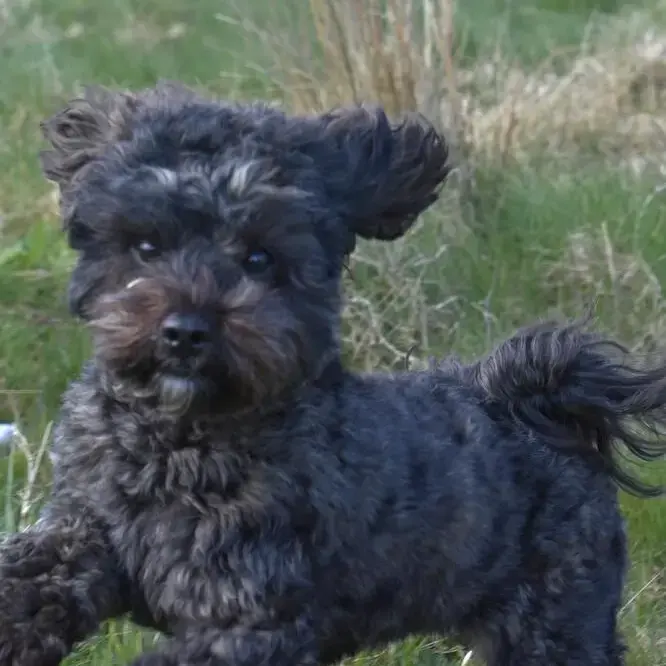 Lhasa Apso