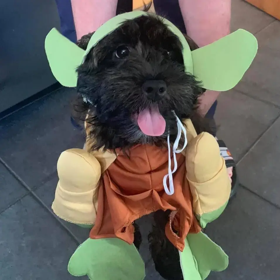 Lhasa Apso