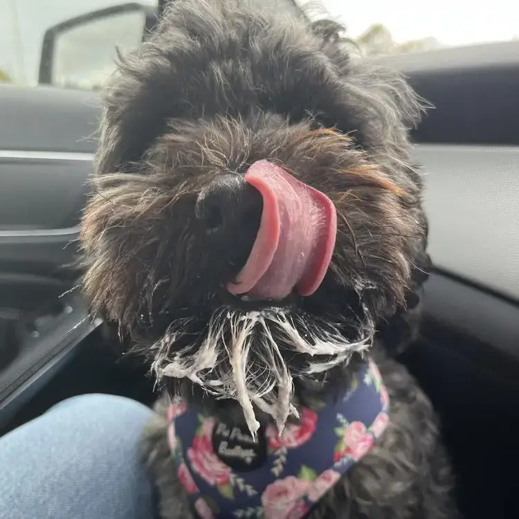 Lhasa Apso
