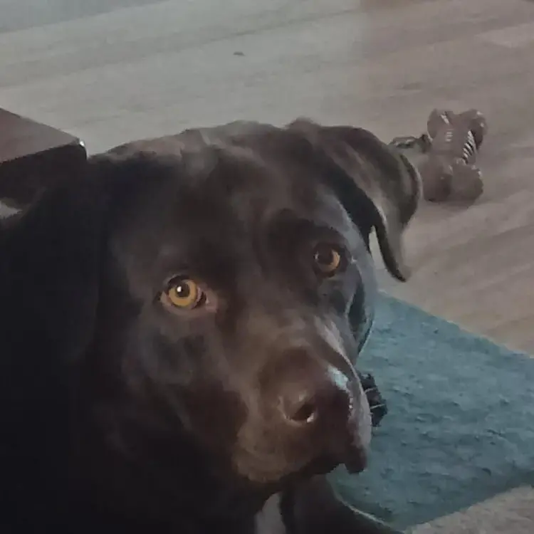 Labrador Retriever