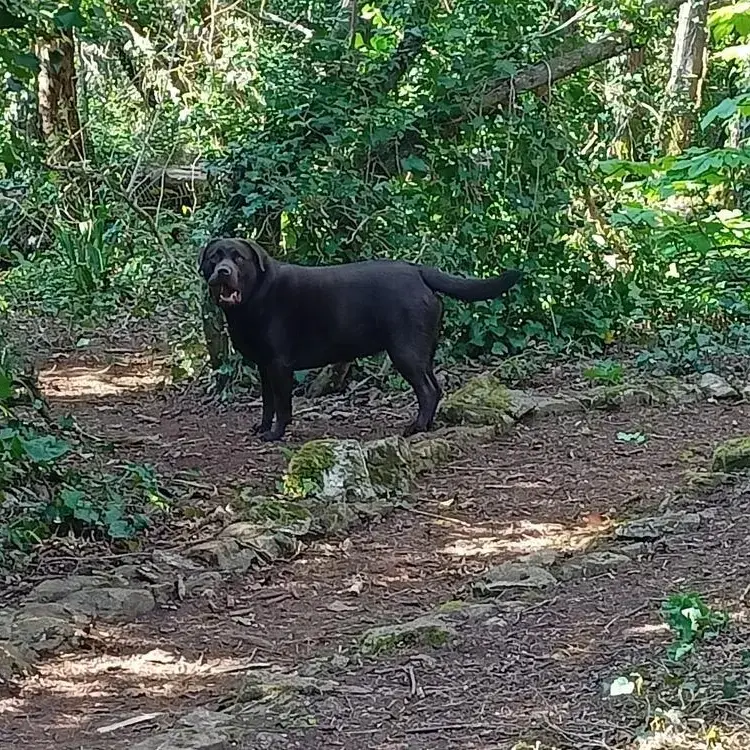 Labrador Retriever