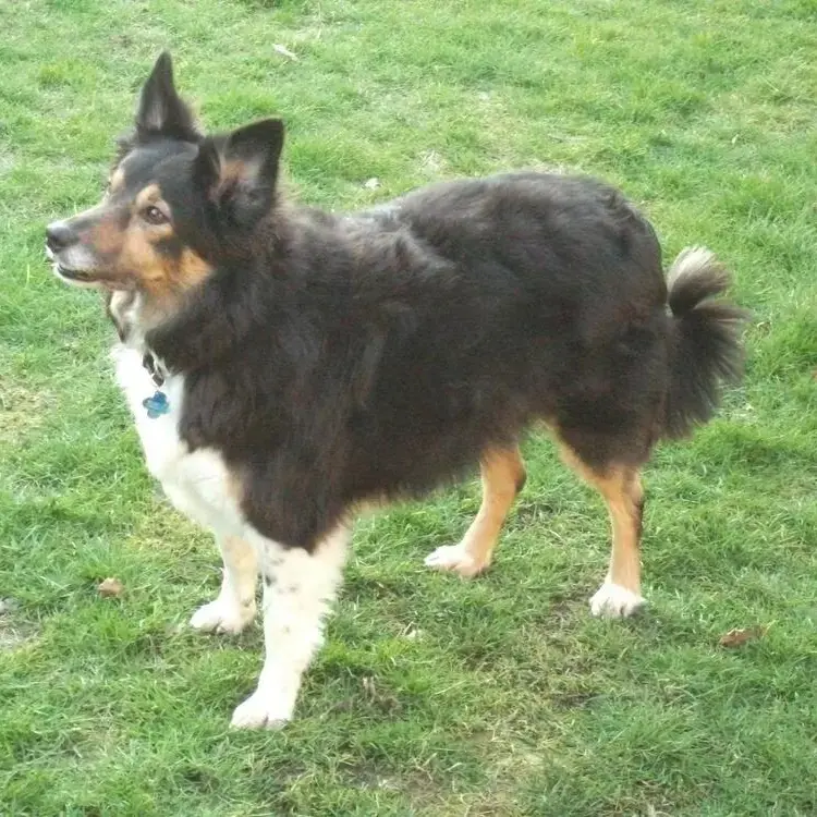Border Collie