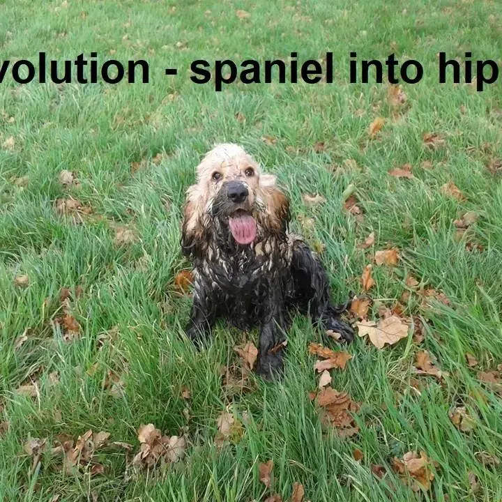 Cocker Spaniel (English)