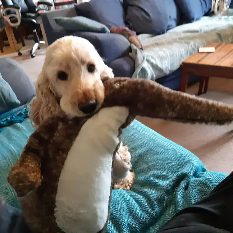 Cocker Spaniel (English)