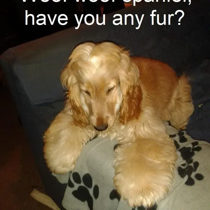 Cocker Spaniel (English)