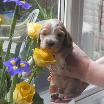 Cocker Spaniel (English)