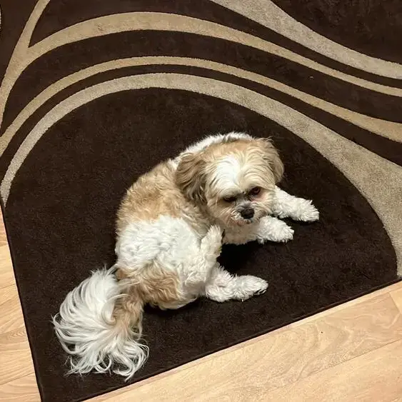 Shih Tzu