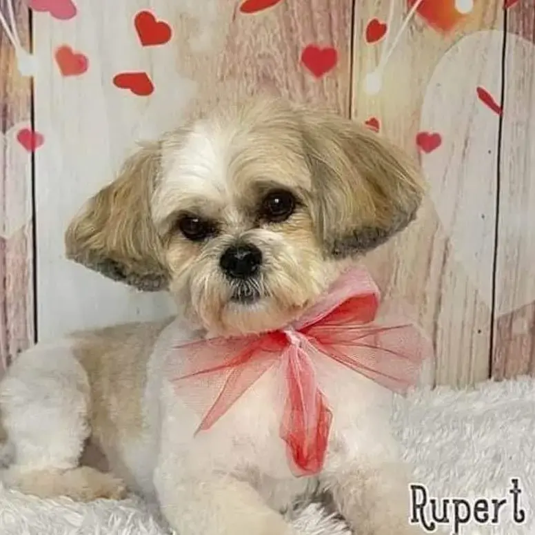 Shih Tzu