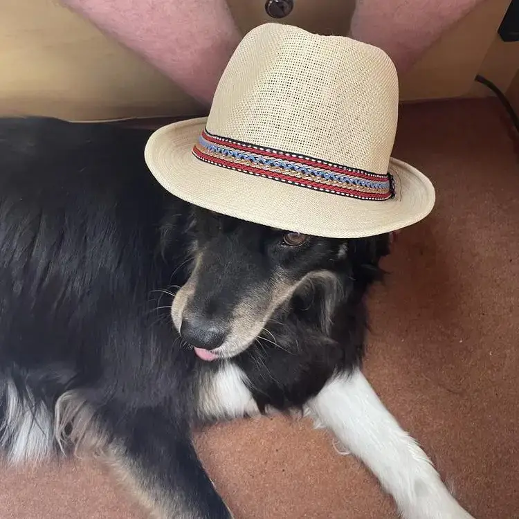 Collie (Rough)