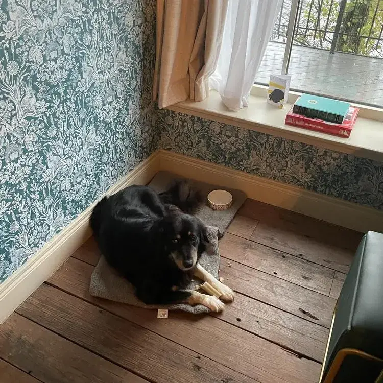 Collie (Rough)