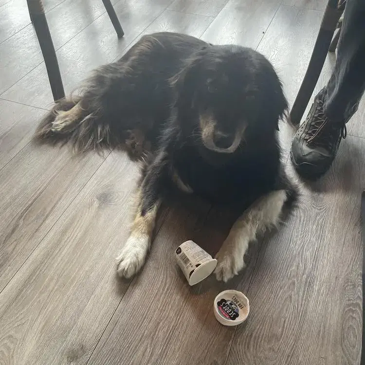 Collie (Rough)