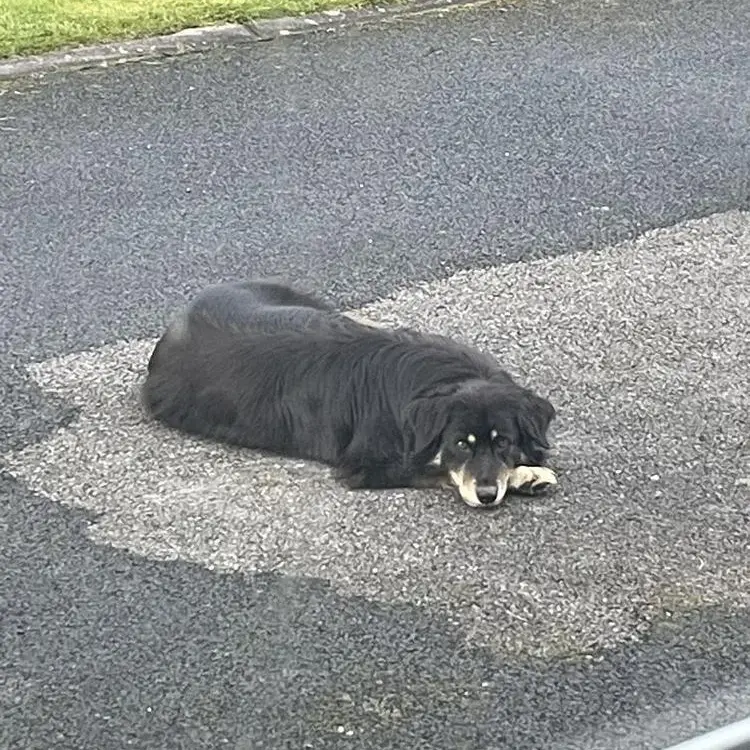 Collie (Rough)