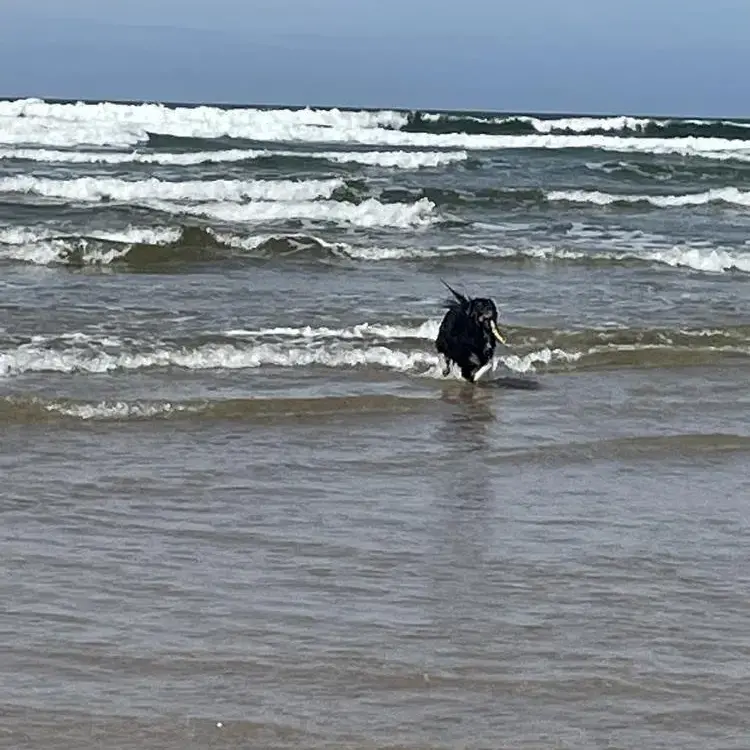 Collie (Rough)