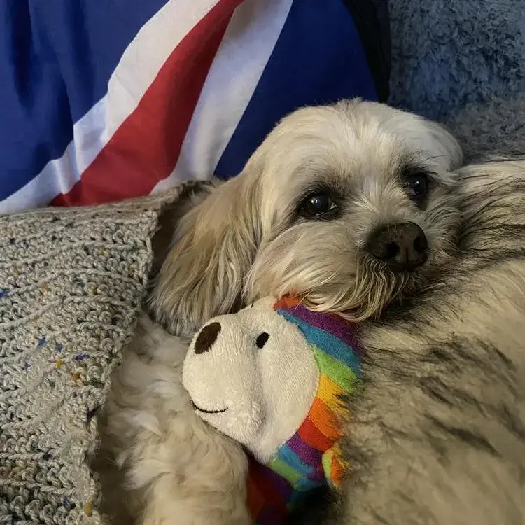 Shih Tzu