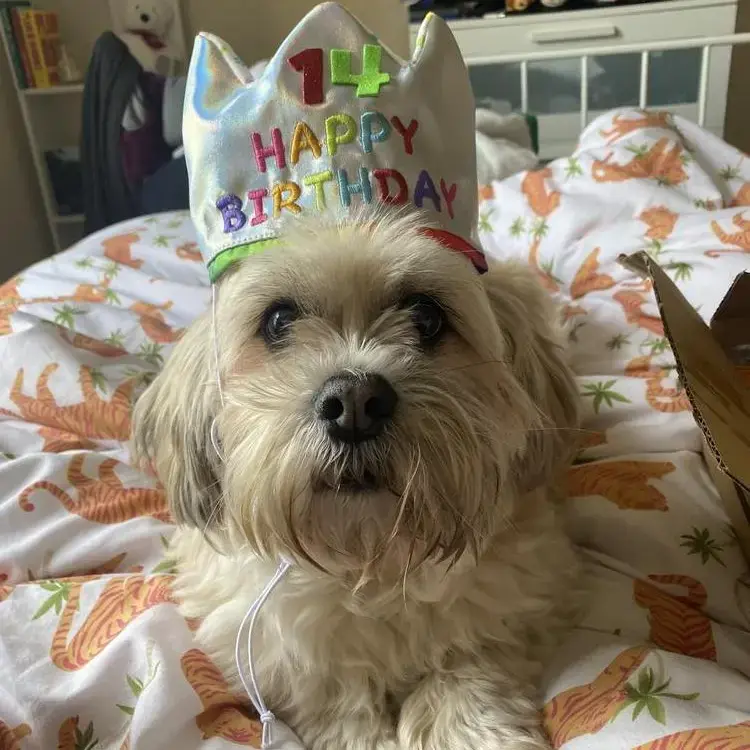 Shih Tzu