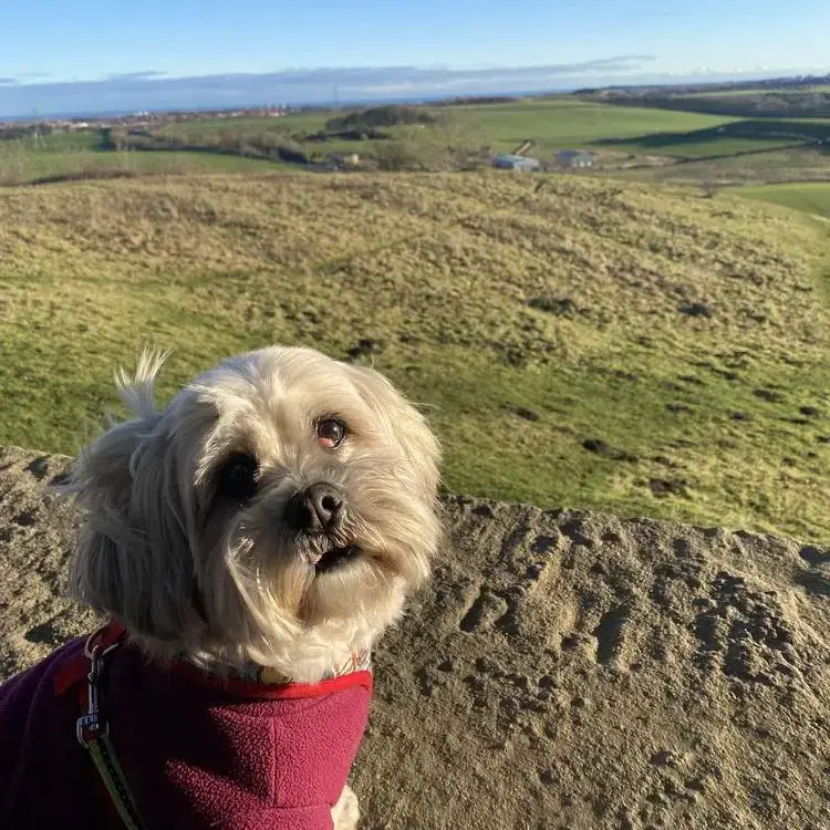 Shih Tzu