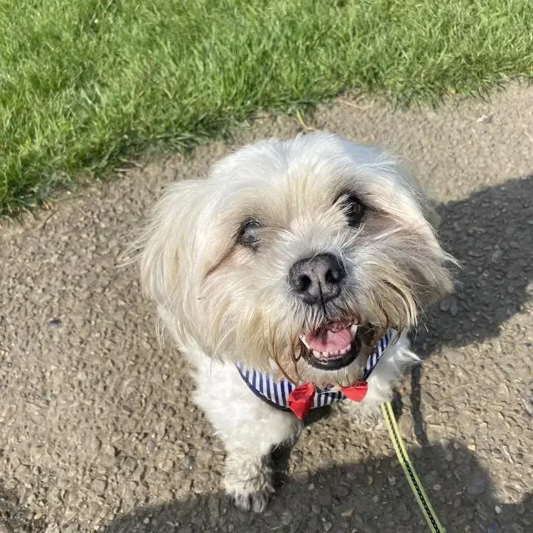 Purina shih tzu cheap