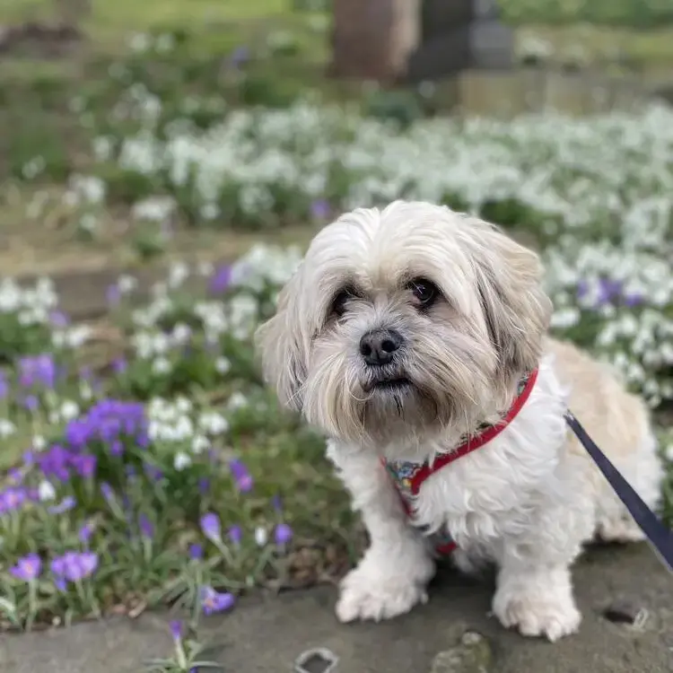 Shih Tzu