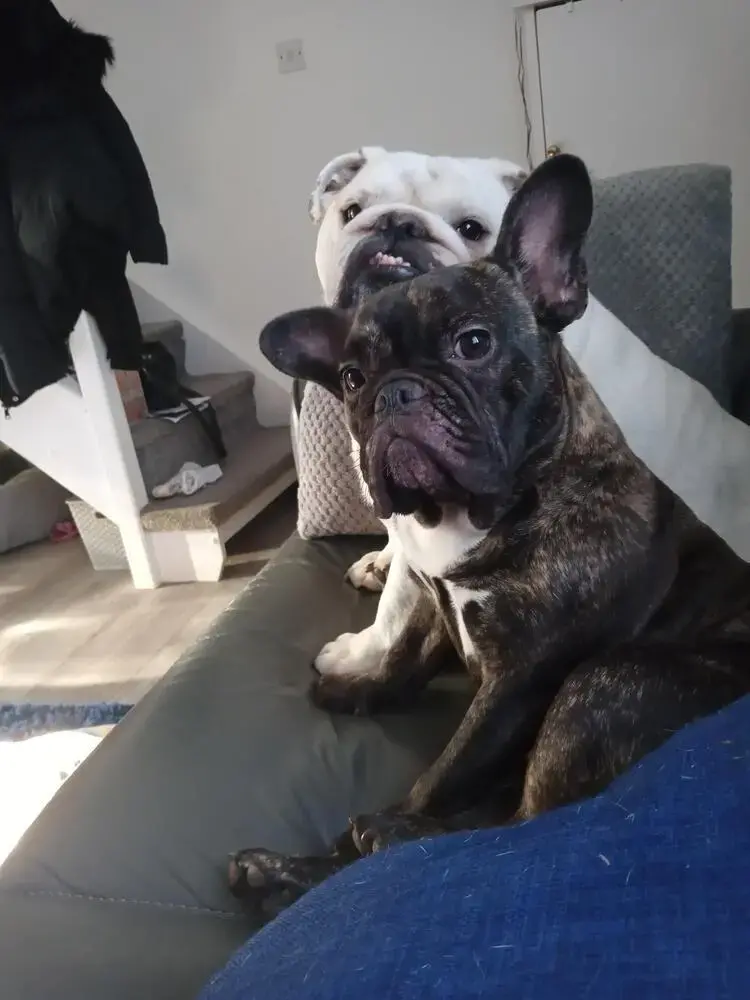 Bulldog