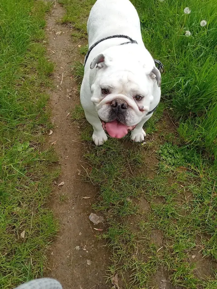 Bulldog