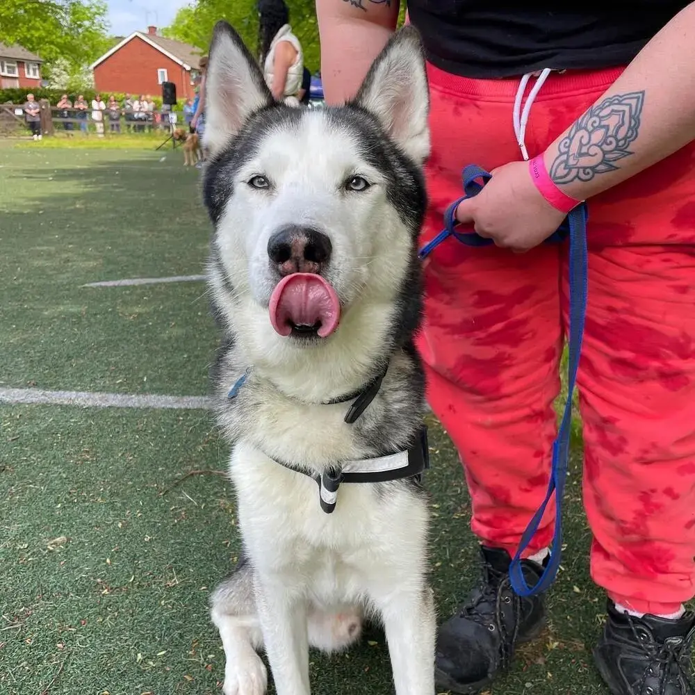 Siberian Husky