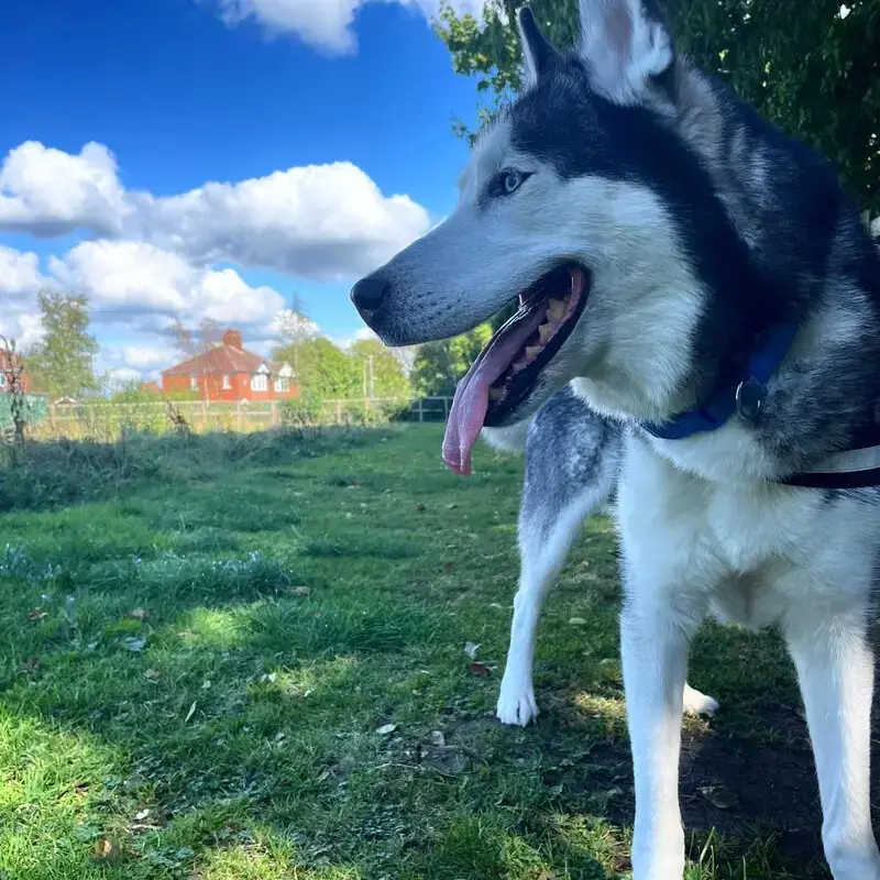 Siberian Husky