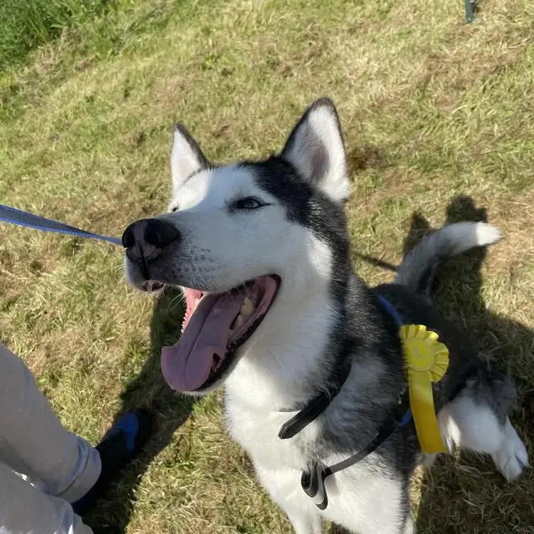 Siberian Husky