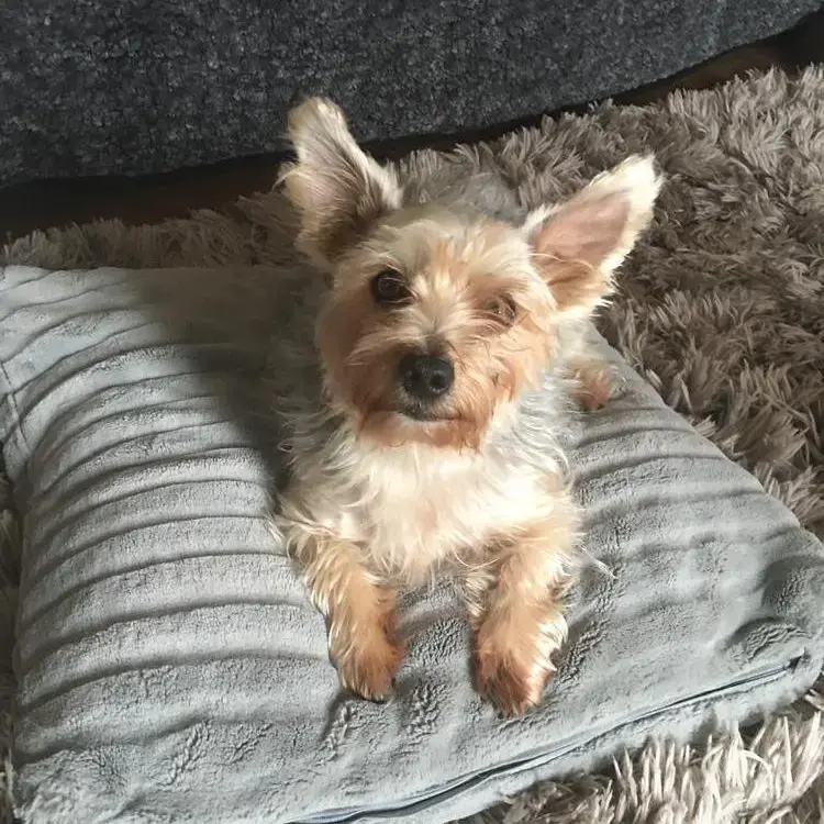 Yorkshire Terrier