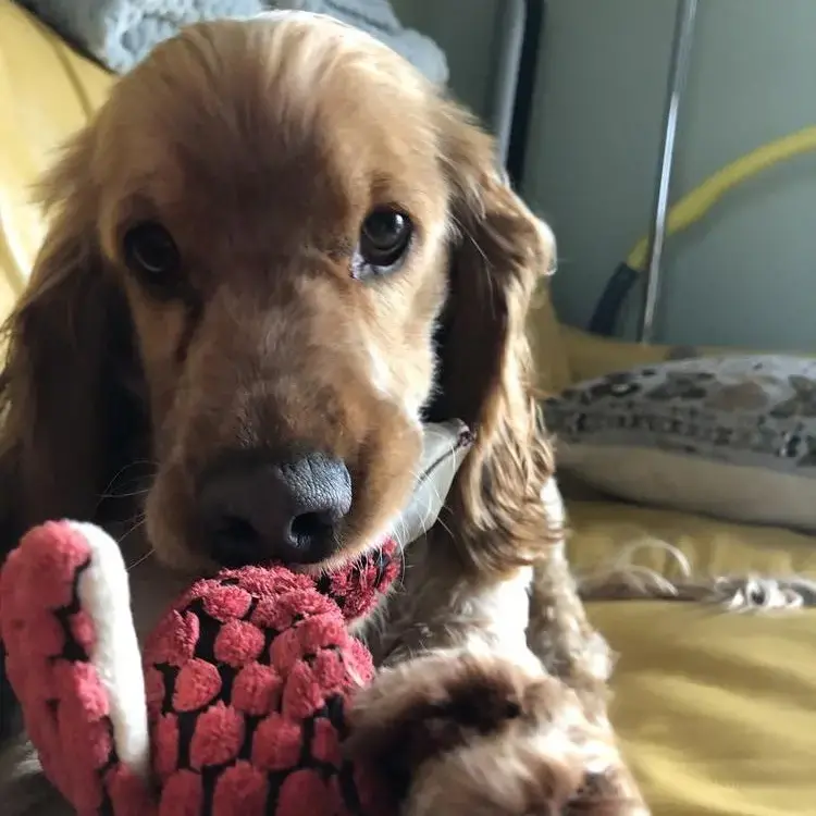 Cocker Spaniel (English)