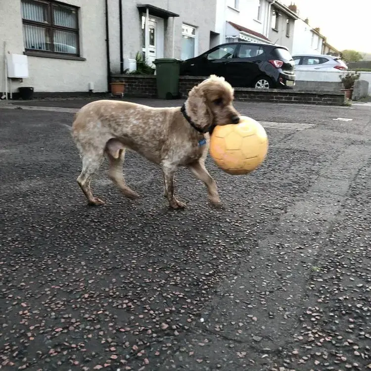 Cocker Spaniel (English)