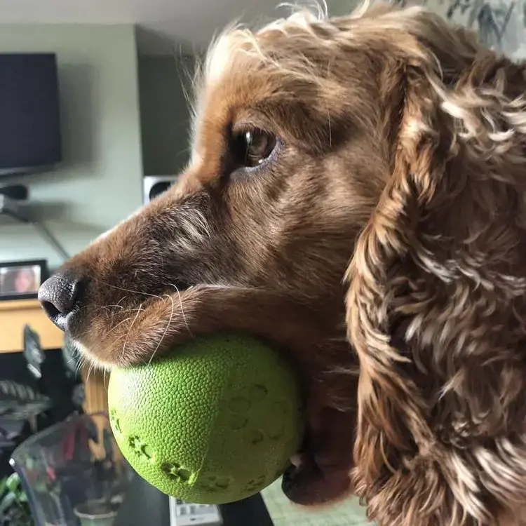 Cocker Spaniel (English)