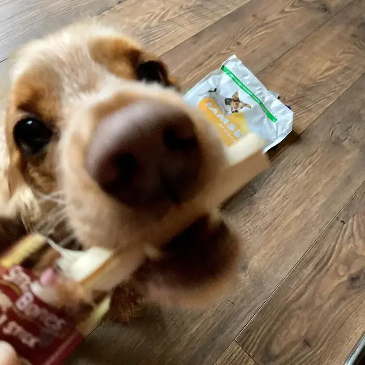 Cocker Spaniel (English)