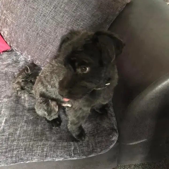 Patterdale Terrier